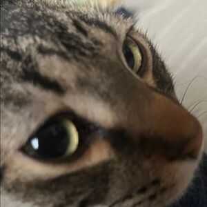 Cat Brown Tabby